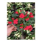Nura Botanik Dikenler Tacı Kırmızı Çiçekli Saksılı Euphorbia, 20-40 cm