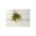 Nura Botanik Dikenler Tacı Küçük Çiçekli Sarı Renkli Saksılı Kaktüs Euphorbia, 15-40 cm