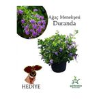 Nura Botanik Duranda Mor Ağaç Menekşesi Çiçeği, 30-60 cm Saksılı, Çok Renkli