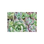 Nura Botanik Echeveria Profilicea Sukulent Bitki, 5.5cm Saksı