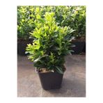 Nura Botanik Euonymus Japonicus Yeşil Taflan Bitkisi, Saksılı, 30-40cm, Çit Bitkisi