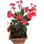 Nura Botanik Euphorbia Bodur Dikenler Tacı Prenses Pembe Mini Boy 7.5cm Fide