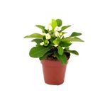 Nura Botanik Euphorbia Milii Dikenler Tacı Çiçekli Kaktüs, 15 cm, 10 cm Saksı, Bitki Besini Hediyeli