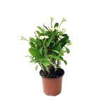 Nura Botanik Euphorbia Milii White Dikenler Tacı Beyaz Ev Ofis Salon Iç Mekan Bitkisi - 25 Cm