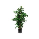 Nura Botanik Ficus Benjamin Salon Bitkisi, 60-100cm, Yeşil