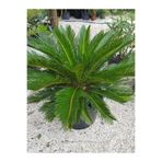 Nura Botanik Formlu Cycas Revoluta Sikas Japon Sago Palmiyesi 80-100cm Canlı İç Dış Mekan Bitkisi