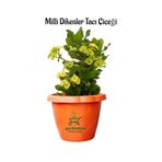 Nura Botanik Formlu Sarı Renk Euphorbia Dikenler Tacı, 20-25 cm