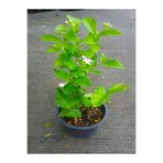 Nura Botanik Ful Yasemin Fidanı Kokulu, 40-60 cm, 1 Adet, Jasminum Sambac Maid Of Orleans, Dış Mekan Bitkisi