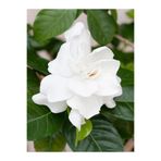 Nura Botanik Gardenya Saksılı 25-40cm, Mis Kokulu, Soğuğa Dayanıklı Salon Bitkisi