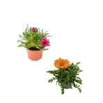 Nura Botanik Gazanya Çiçeği, 2 Adet, Pembe-Turuncu Renk, Saksılı, 10-20 cm, Bahçe Balkon Çiçeği