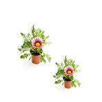 Nura Botanik Gazanya Çiçeği, 2 Adet Saksılı, 10-20 cm, Pembe Beyaz, Bahçe Balkon Çiçeği
