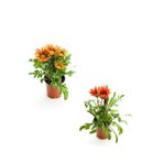 Nura Botanik Gazanya Çiçeği, 2 Adet Saksılı, 10-20 cm, Turuncu Sarı-Kırmızı, Bahçe Balkon Çiçeği
