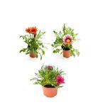 Nura Botanik Gazanya Çiçeği Seti, 3 Adet Saksılı, 10-20 cm, Kırmızı-Pembe Beyaz-Pembe Renk, Balkon Çiçeği