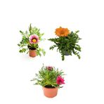 Nura Botanik Gazanya Çiçeği Seti, 3 Adet Saksılı, 10-20 cm, Pembe-Beyaz-Turuncu, Balkon Çiçeği