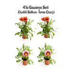 Nura Botanik Gazanya Seti, 4'lü Çiçekli Balkon-Teras Çiçeği, 10-20cm, Kırmızı ve Pembe Beyaz