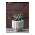 Nura Botanik Haworthia Zebrina Yılanderisi Sukulent Bitki, 5.5cm Saksı