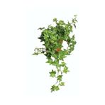 Nura Botanik Hedera Helix Sarmaşığı, 30-60 cm, Saksılı, Ofis-Ev Bitkisi, Yeşil
