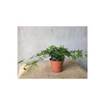 Nura Botanik Hedera Helix Sarmaşığı, 8,5 cm Saksı, Ofis Ev Balkon Bitkisi