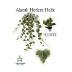 Nura Botanik Hedera Helix Sarmaşığı Alacalı, Saksılı, 30-40 cm, Yeşim Para Çiçeği ile Kombinasyon