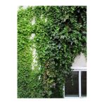 Nura Botanik Hedera Helix Yeşil Orman Sarmaşığı, 40-60 cm, Gölgeye Uyumlu Bitki