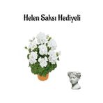 Nura Botanik Hediyelik Açık Beyaz Sardunya Çiçeği, Helen Saksı Hediyeli