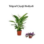 Nura Botanik Hediyelik Beyaz Barış Çiçeği, Telgraf Hediyeli