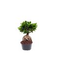 Nura Botanik Hediyelik Bonsai Bitkisi, Sukulent Hediyeli, Teraryum Bitkisi