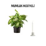 Nura Botanik Hediyelik Difenbahya Çiçeği, Mumluk Hediyeli, İç Mekan Bitkisi