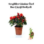 Nura Botanik Hediyelik Kırmızı Açelya, Buz Çiçeği Hediyeli