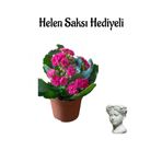 Nura Botanik Hediyelik Kırmızı Kalanşo (Kalanchoe) Çiçeği, Helen Saksı Hediyeli