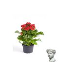 Nura Botanik Hediyelik Kırmızı Kalanşo (Kalanchoe) Çiçeği, Helen Saksı, Sevgililer Gününe Özel