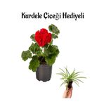 Nura Botanik Hediyelik Kırmızı Sardunya Çiçeği, Kurdele Hediyeli