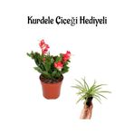 Nura Botanik Hediyelik Kırmızı Yılbaşı Çiçeği, Kurdele Çiçeği, Tek Ebat