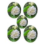 Nura Botanik Hoş Kokulu Katmerli Full Yasemin Çiçeği Fidanı, 35-65 cm, 5 Adet Tüplü Jasminum Sambac