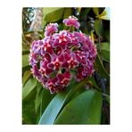 Nura Botanik Hoya Carnosa Kokulu Pembe Mum Çiçeği Sarmaşık, 10-20cm, Saksılı, İç-Dış Mekan Bitkisi