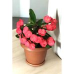 Nura Botanik İç Mekan Bitkisi Pembe Euphorbia Taç Çiçeği, 16-17cm, Terracotta Saksı