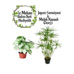 Nura Botanik Japon Şemsiyesi (40-60 cm) + Melek Kanadı Bitkisi (40-60 cm) Saksılı Set