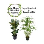 Nura Botanik Japon Şemsiyesi (40-60cm) Saksılı + Kauçuk Bitkisi (50-70cm) Saksılı, Set