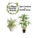 Nura Botanik Japon Şemsiyesi 40-60cm Saksılı, Kurdele Çiçeği Saksılı Salon Seti