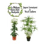 Nura Botanik Japon Şemsiyesi (40-60cm) Saksılı + Yeşil Şeflera Bitkisi (40-60cm) Saksılı, Set