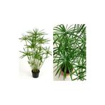 Nura Botanik Japon Şemsiyesi Çiçeği – Cyperus Alternifolius Saksılı 50 - 70 Cm