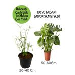 Nura Botanik Japon Şemsiyesi Saksılı + Deve Tabanı Bitkisi Saksılı Salon Seti