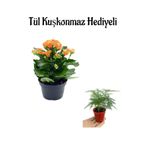 Nura Botanik Kadınlar Gününe Özel Hediyelik Turuncu Kalanşo Çiçeği, Tül Kuşkonmaz Hediyeli