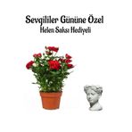 Nura Botanik Kadınlar Gününe Özel Kırmızı Bodur Gül Fidanı, Helen Saksı Hediyeli