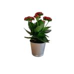 Nura Botanik Kalanchoe Çiçeği, Kırmızı Çiçekli, Saksı Bitkisi