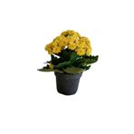 Nura Botanik Kalanchoe Çiçeği, Sarı Çiçekli, İç Mekan Bitkisi