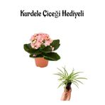 Nura Botanik Kalanşo (Kalanchoe) Çiçeği, Açık Pembe Renk, Hediyelik Kurdele Çiçek Hediyeli