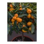 Nura Botanik Kamkat Fidanı Bodur, 50-60 cm, 1 Adet, Dragon Anaç, Saksılı, Meyve Ağacı