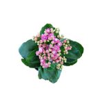 Nura Botanik Kampanyalı Kalanchoe Çiçeği, Mor Çiçekli, İç Mekan Bitkisi, Saksılı