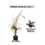 Nura Botanik Kampanyalı Kırmızı Mercan Çiçeği 1 Adet Telgraf Çiçeği Hediye Bahçe Teras Bitkisi